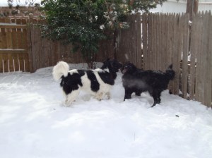 Snow Dogs