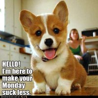 cute-puppy-pictures-hello-im-here-to-make-your-monday-suck-less