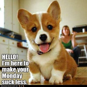 cute-puppy-pictures-hello-im-here-to-make-your-monday-suck-less
