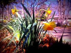 Daffodils1 3-13