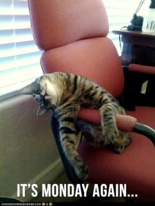 funny-pictures-i-know-those-feels-monday-cat