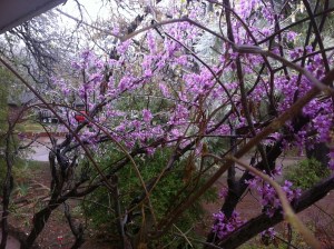 April Ice redbud 680