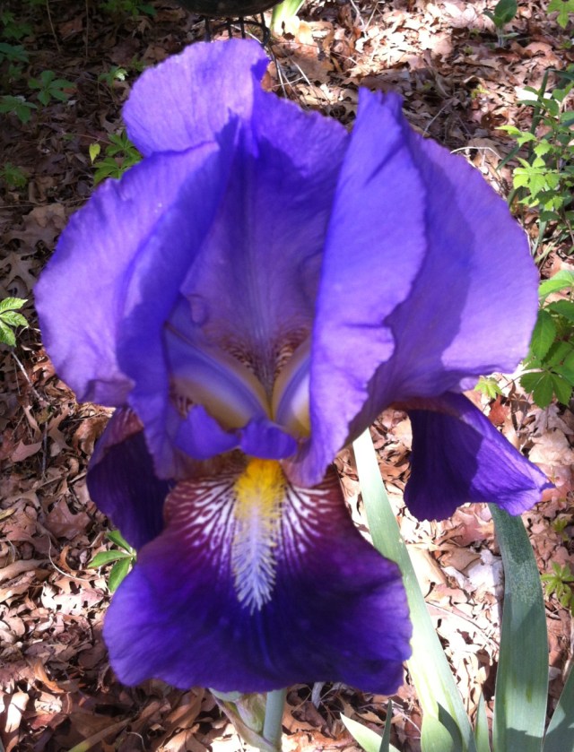 (c) Silver James, 2013