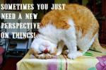 lolcat perspective
