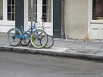 NOLA street cat