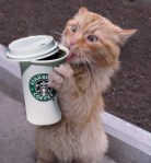 coffee-crack-cat