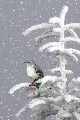 christmas-snowbird