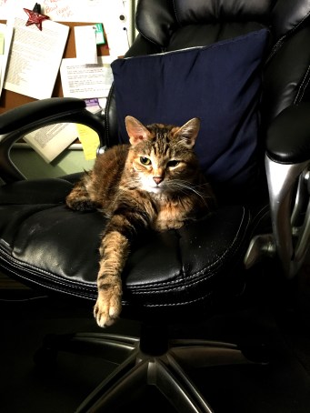 chaircat1
